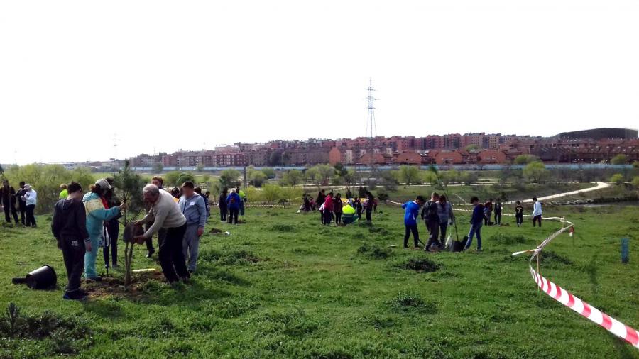 Más de un centenar de personas plantan 30 pinos en el Parque de Las Presillas de #Alcorcón