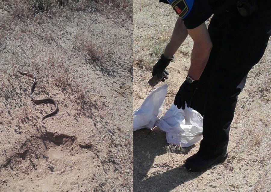 Agentes de la Unidad de #Medio #Ambiente de @PoliciaAlcorcon recogen una #culebra escalera en la zona de la @urjc de #Alcorcón