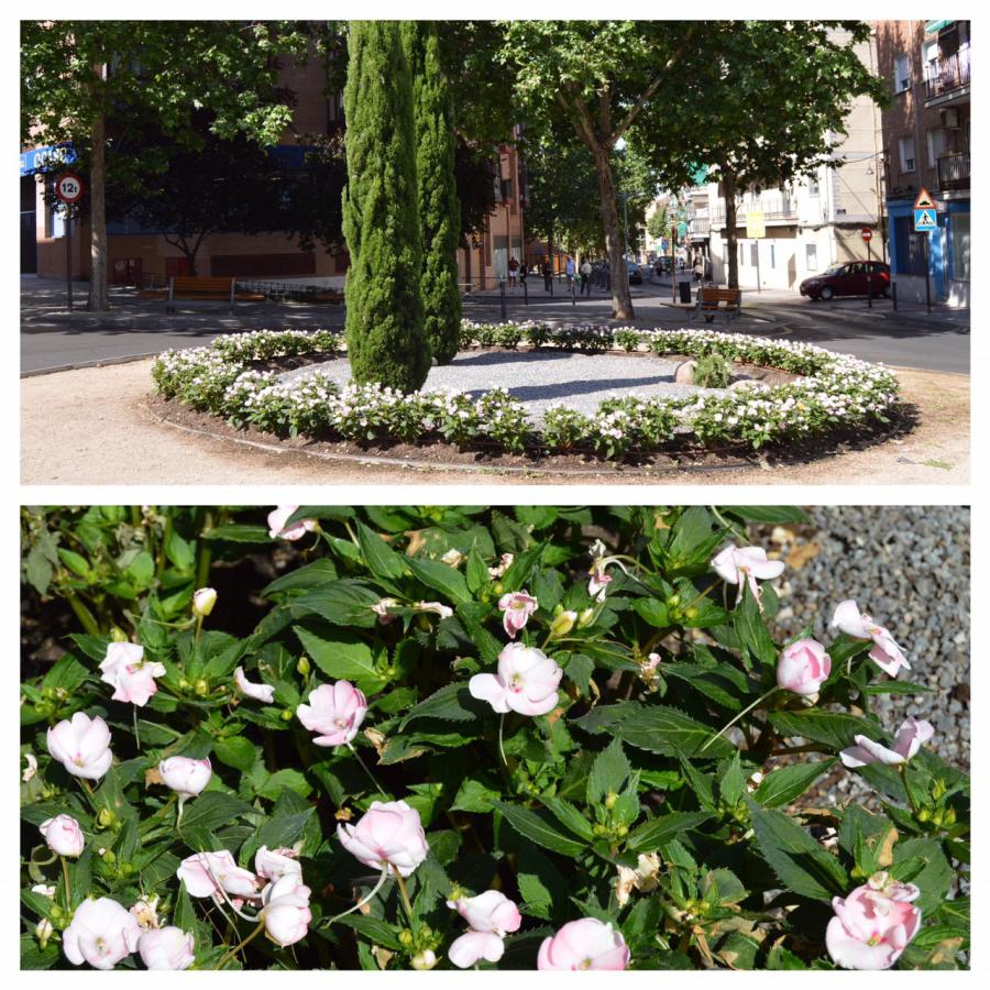 @AytoAlcorcon planta 15.000 flores en rotondas y medianas de la ciudad