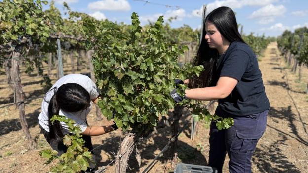 La Comunidad de Madrid pone a disposición de los viticultores de la D.O. Vinos de Madrid 31.500 kilos de uva procedentes del IMIDRA