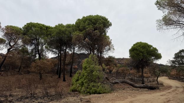 La Comunidad de Madrid actúa en 100 kilómetros de caminos forestales afectados por el gran incendio de la Sierra Oeste para garantizar la seguridad ciudadana