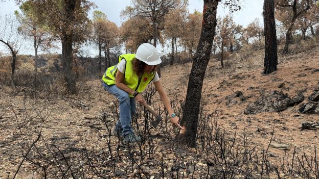La Comunidad de Madrid actúa en 100 kilómetros de caminos forestales afectados por el gran incendio de la Sierra Oeste para garantizar la seguridad ciudadana
