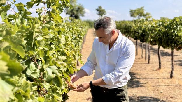 La Comunidad de Madrid pone a disposición de los viticultores de la D.O. Vinos de Madrid 31.500 kilos de uva procedentes del IMIDRA