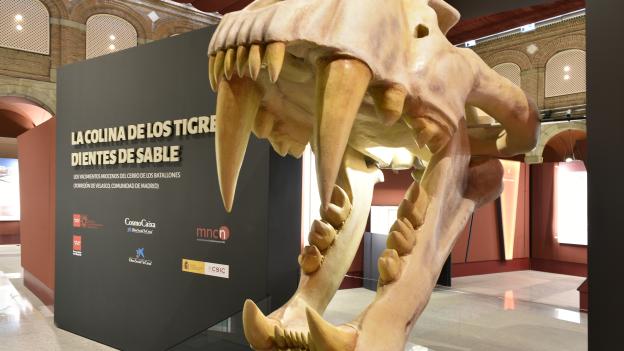El Museo Arqueológico y Paleontológico de la Comunidad de Madrid prorroga la exposición Dientes de sable tras superar los 80.000 visitantes