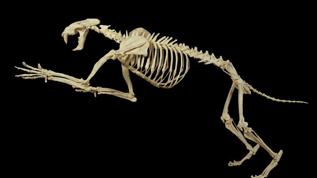 El Museo Arqueológico y Paleontológico de la Comunidad de Madrid prorroga la exposición Dientes de sable tras superar los 80.000 visitantes