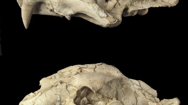 El Museo Arqueológico y Paleontológico de la Comunidad de Madrid prorroga la exposición Dientes de sable tras superar los 80.000 visitantes