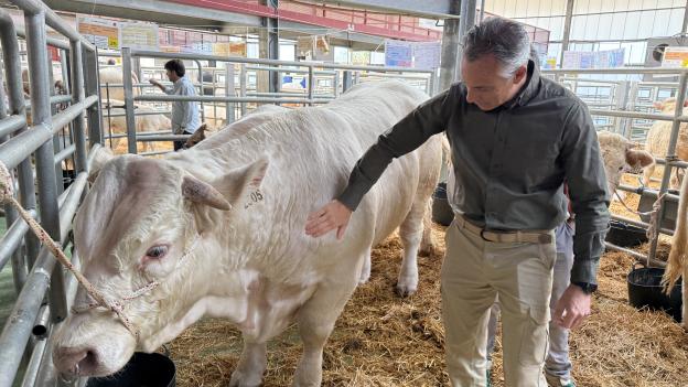 La Comunidad de Madrid celebra la 88ª edición de la Subasta Nacional de Ganado Selecto con 216 ejemplares de razas puras
