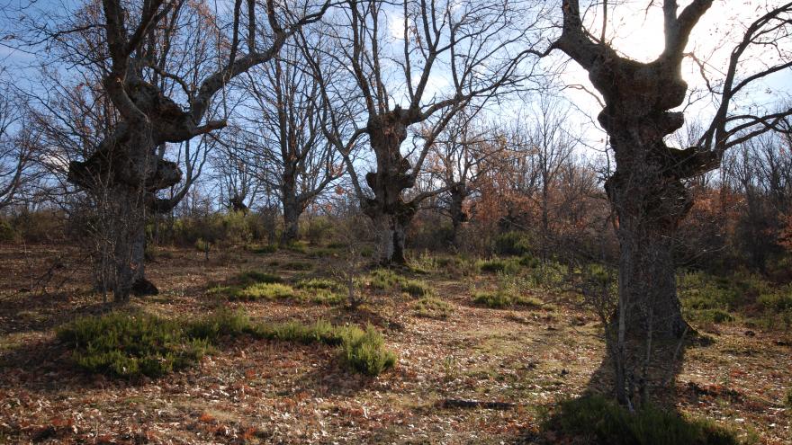 Texto Alternativo: La Comunidad realiza labores de acondicionamiento en la Reserva de la Biosfera de la Sierra del Rincón