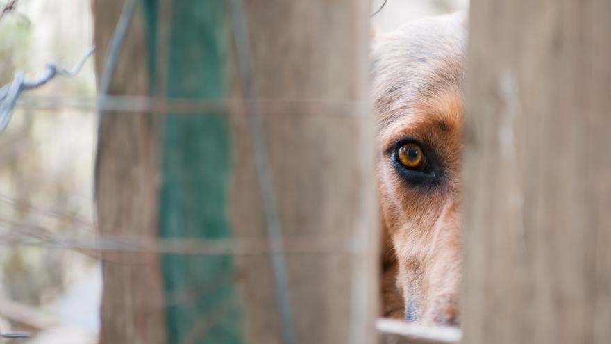 Texto Alternativo: La Comunidad destina 1,7 millones para la protección de los animales de compañía en la región