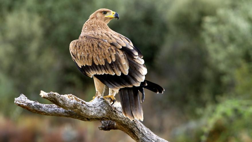 Texto Alternativo: Recuperamos un pollo de águila imperial caído Centro de Recuperación de Animales Silvestres