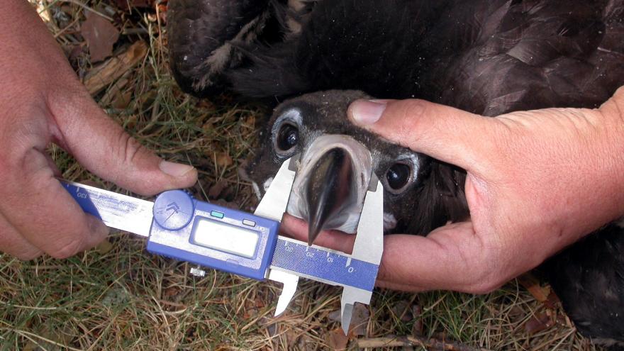 Texto Alternativo: Anillamos un pollo de buitre negro en un nido en el Parque Nacional de la Sierra de Guadarrama