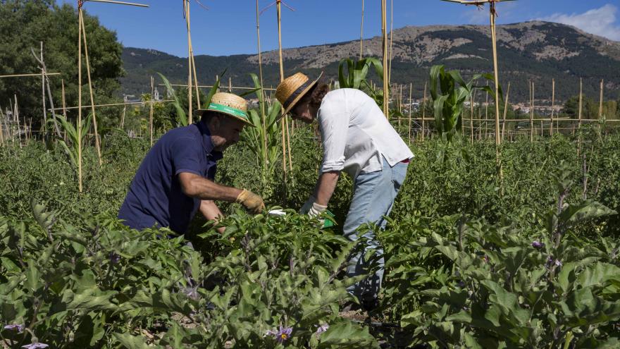 Texto Alternativo: Fomentamos la contratación de seguros agrarios para ayudar a agricultores y ganaderos