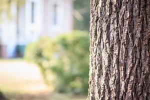 Texto Alternativo: La Concejalía de Parques, Jardines y Protección Animal intensifica sus esfuerzos para mejorar un arbolado deteriorado durante los últimos ocho años