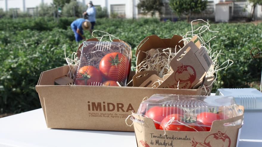 Texto Alternativo: Comercializaremos por primera vez tres variedades de tomate tradicional recuperadas en la región