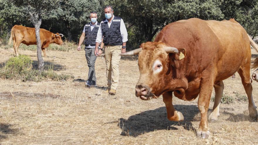 Texto Alternativo: La Comunidad de Madrid promueve el pastoreo controlado como medio para prevenir los incendios forestales