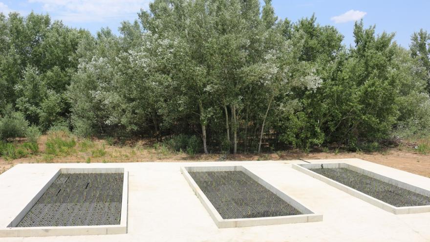 Texto Alternativo: Impulsamos un proyecto piloto para depurar las aguas con plantas
