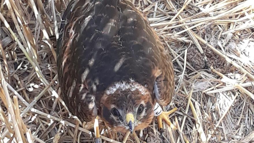 Texto Alternativo: Los agentes forestales de la región colaboran en la conservación de fauna agrícola amenazada