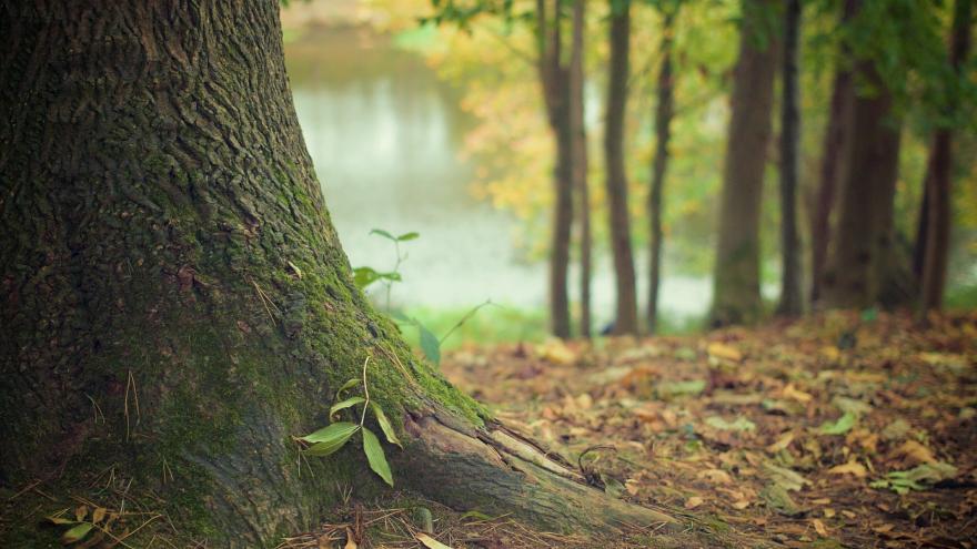 Texto Alternativo: Vigilamos el estado de salud de los bosques de la región