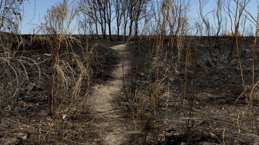 Texto Alternativo: El Gobierno de la Comunidad lleva a cabo actuaciones de mejora y repoblación forestal en montes de titularidad privada