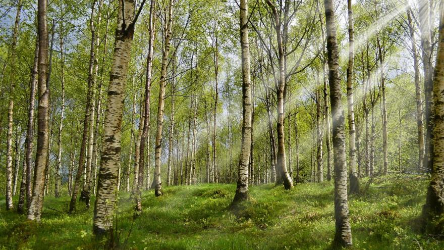 Texto Alternativo: El Gobierno de la Comunidad de Madrid destina más de 2,5 M€ para la biodiversidad del Parque Nacional de la Sierra de Guadarrama