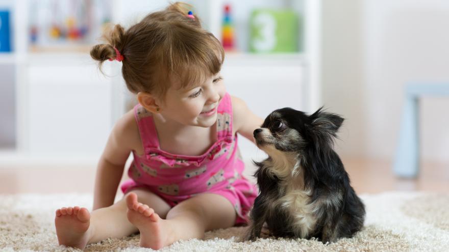 Texto Alternativo: El Gobierno de la Comunidad de Madrid celebra el XV Salón de la Adopción para Animales de Compañía en formato online