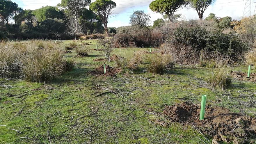 Texto Alternativo: Reforestamos más de 16 hectáreas del Parque Regional de la Cuenca Alta del Manzanares