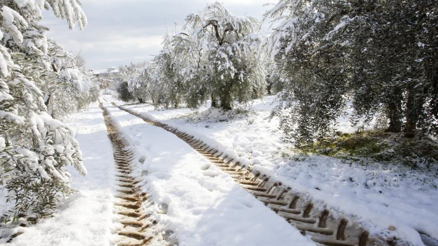 Texto Alternativo: Estimamos en casi 46 millones de euros las pérdidas de los agricultores y ganaderos por Filomena