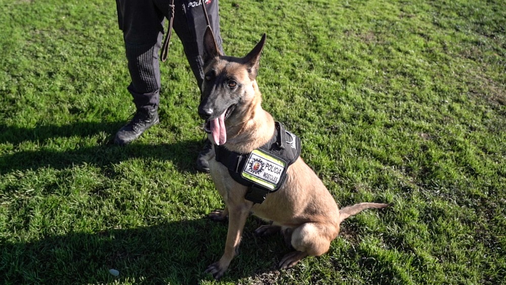 Texto Alternativo: La Unidad Canina de la Policía Municipal de Móstoles celebra 25 años de servicios