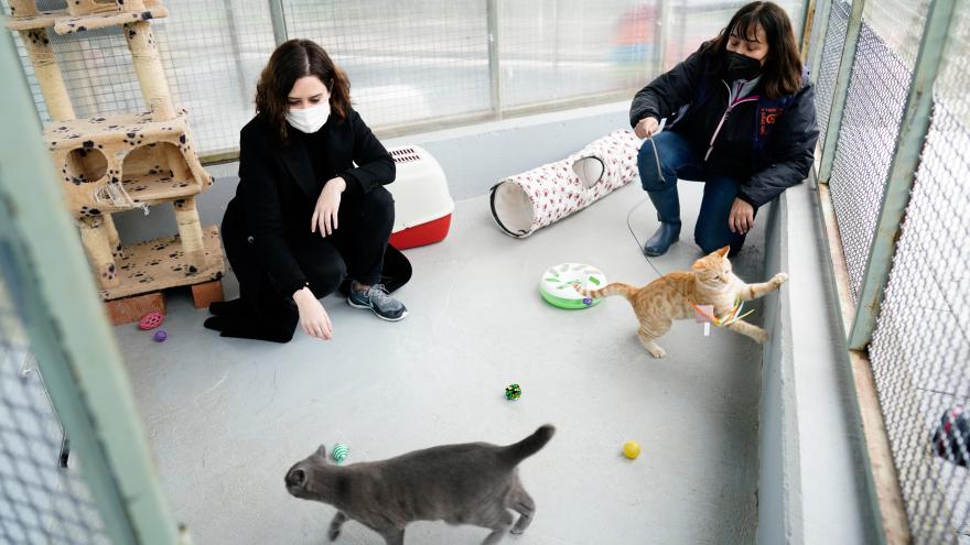 Texto Alternativo: Díaz Ayuso anuncia el adelanto de las ayudas de 2021 para fomentar la protección de animales
