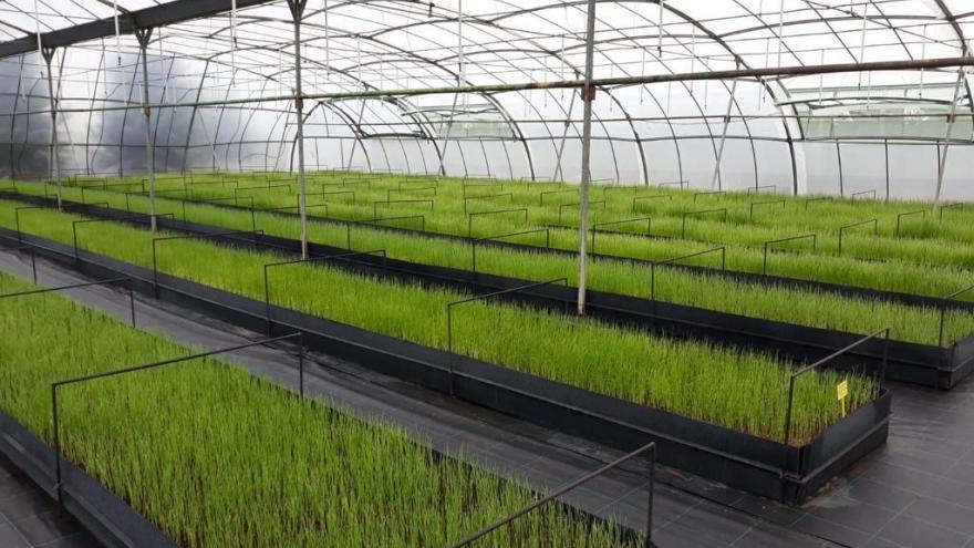 Texto Alternativo: La Comunidad de Madrid ofrece a los agricultores 500.000 plantones de variedades hortícolas autóctonas