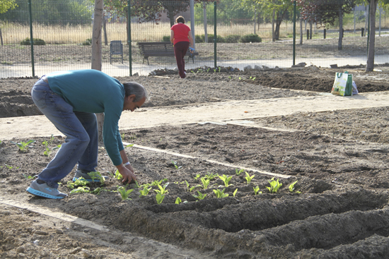 Texto Alternativo: El Ayuntamiento pone a disposición de los mayores de Leganés 67 huertos de ocio en el Parque de la Hispanidad