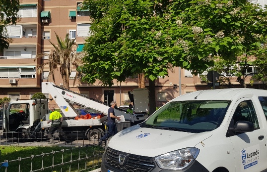 Texto Alternativo: El Ayuntamiento suelta medio millón de insectos beneficiosos en 500 árboles de Leganés en una nueva acción de control biológico de plagas