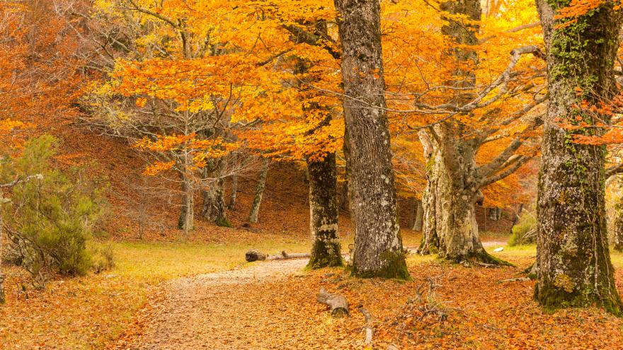 Texto Alternativo: Encabezamos el porcentaje de superficie protegida por la Red Natura 2000 en España