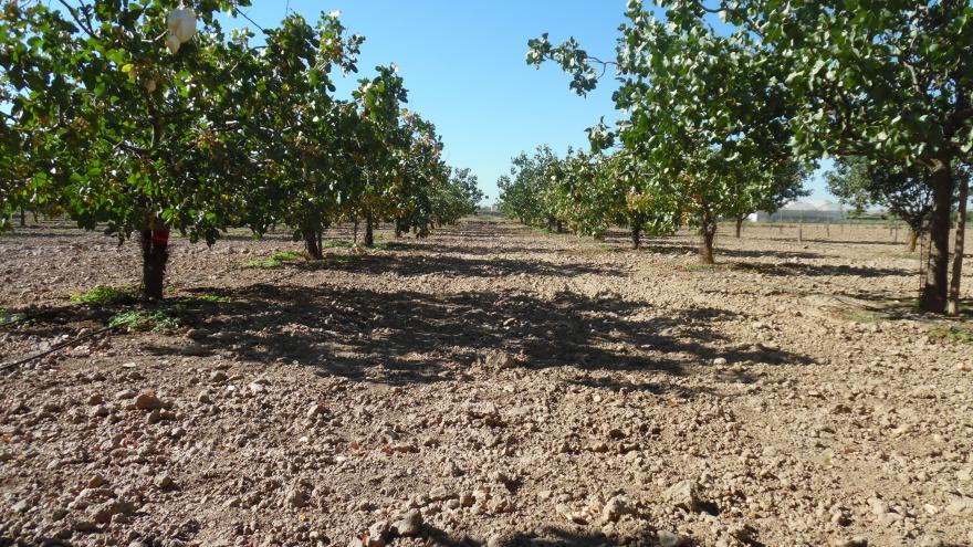 Texto Alternativo: Lamentamos que el Gobierno no haya contado con organizaciones profesionales agrarias en la nueva PAC