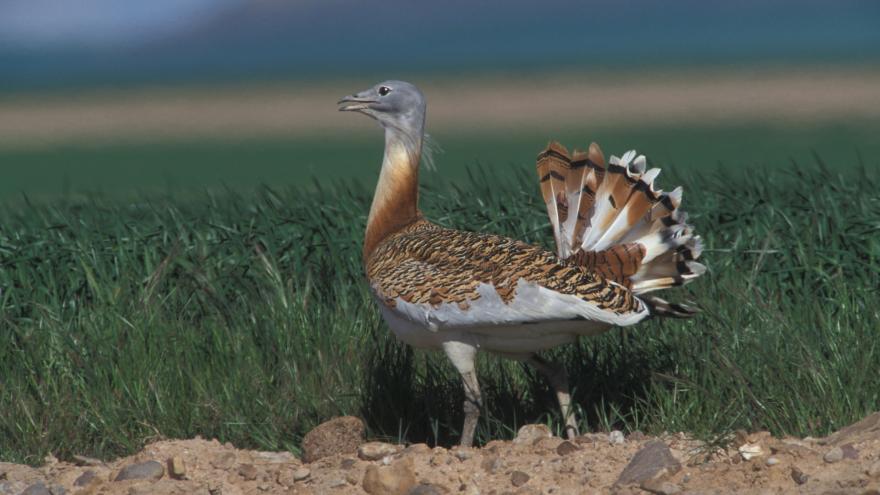 Texto Alternativo: Estrenamos ayudas para promover una agricultura respetuosa con las aves esteparias