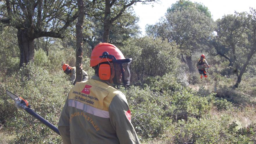Texto Alternativo: El Gobierno de la Comunidad de Madrid refuerza la limpieza de ramaje y arbolado dañado en zonas de protección contra incendios