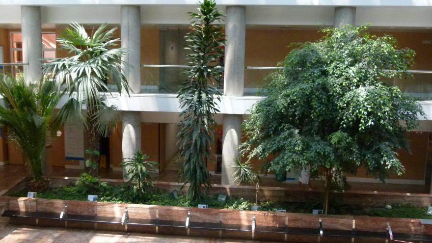 Texto Alternativo: El Hospital Fundación Alcorcón pone en valor los jardines interiores del centro