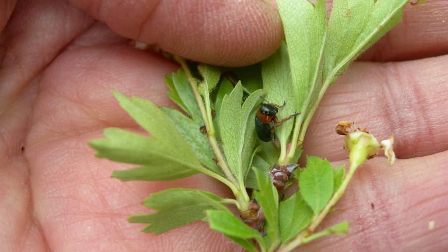 Texto Alternativo: Confirmamos la presencia inédita en la región del insecto Chilotomina oberthuri