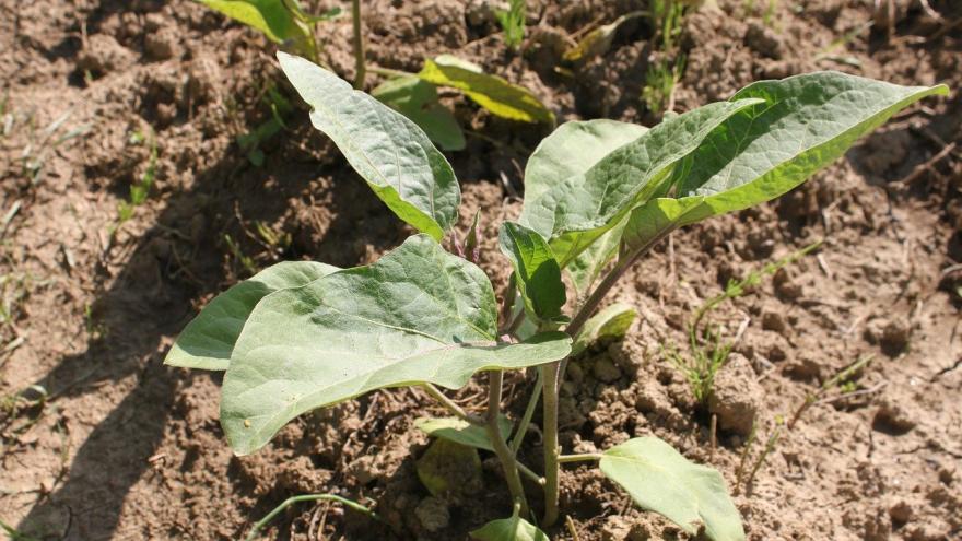 Texto Alternativo: El Gobierno de la Comunidad ofrece ayudas para aplicar métodos y prácticas de agricultura y ganadería ecológicas