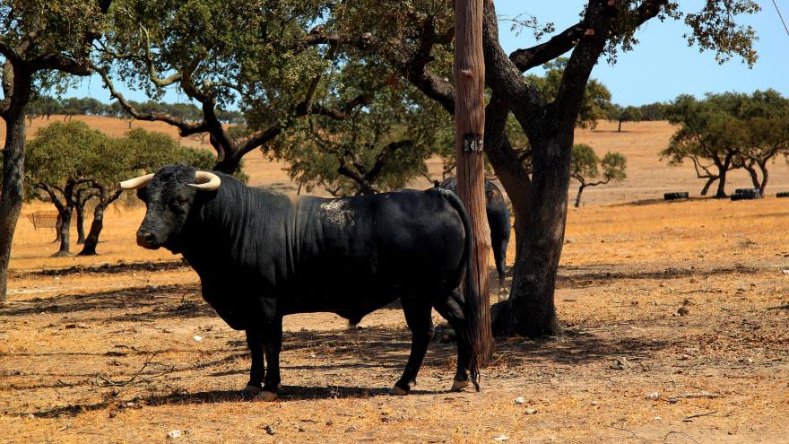 Texto Alternativo: La Comunidad de Madrid refuerza nuestro apoyo al toro de lidia con nuevas ayudas para el sector