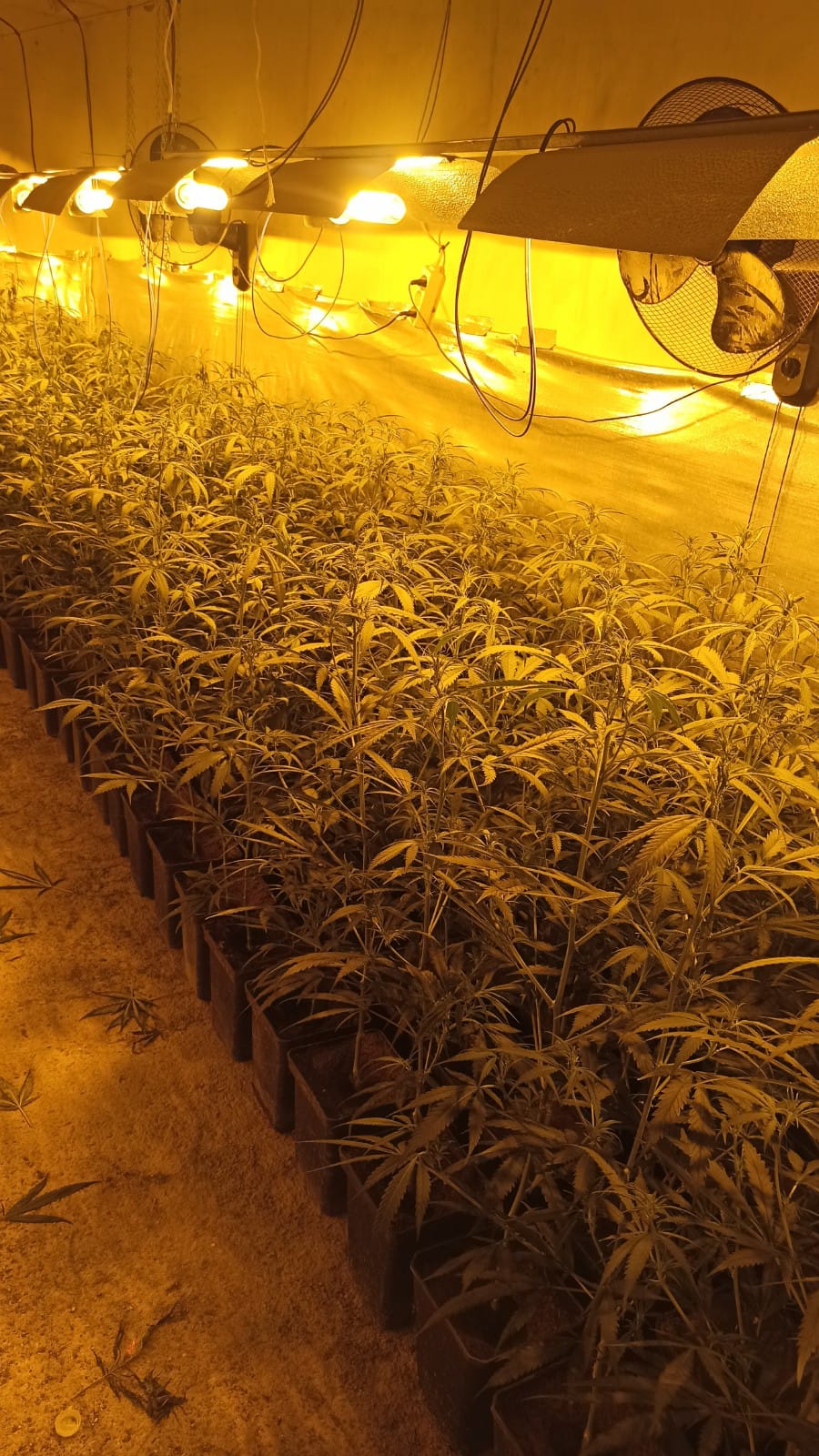 Texto Alternativo: La Policía Municipal de Móstoles desmantela dos nuevas plantaciones domésticas de marihuana en Las Sabinas