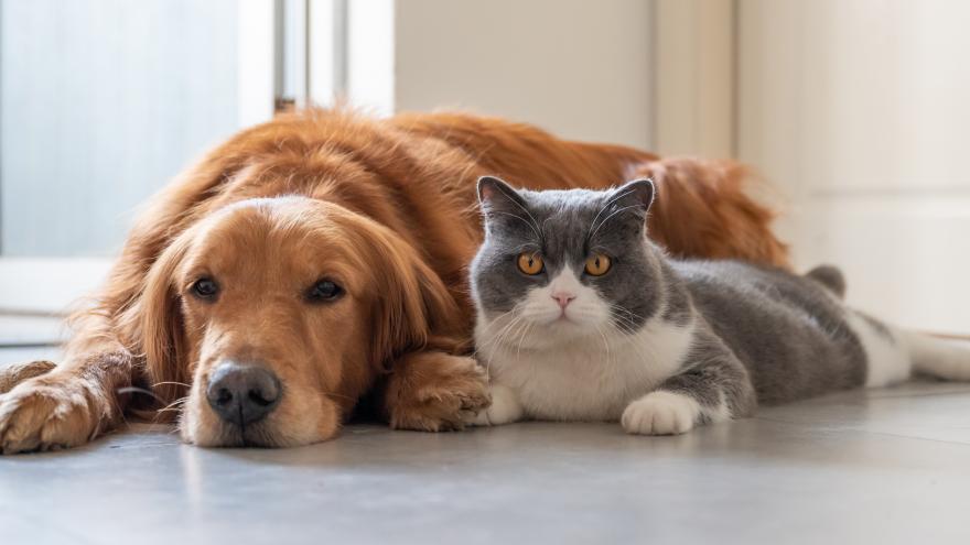 Texto Alternativo: Organizamos el XVI Salón de la Adopción de animales domésticos