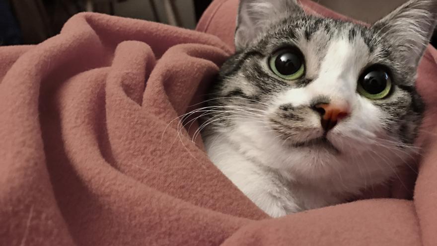 Texto Alternativo: Organizamos dos jornadas de puertas abiertas del Centro Integral de Acogida de Animales