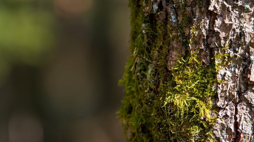 Texto Alternativo: Recordamos las limitaciones en el uso de los recursos naturales para la decoración navideña