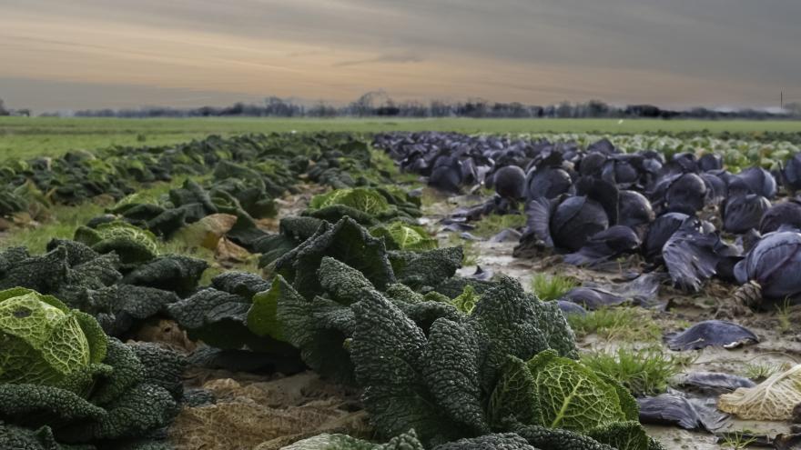 Texto Alternativo: La Comunidad de Madrid colabora en el Agrolab de Mario Sandoval, galardonado con una Estrella Verde Michelin 2022