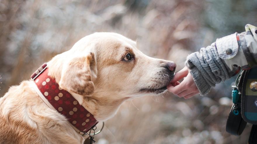 Texto Alternativo: La Comunidad de Madrid lucha contra el abandono de mascotas con una nueva campaña de prevención
