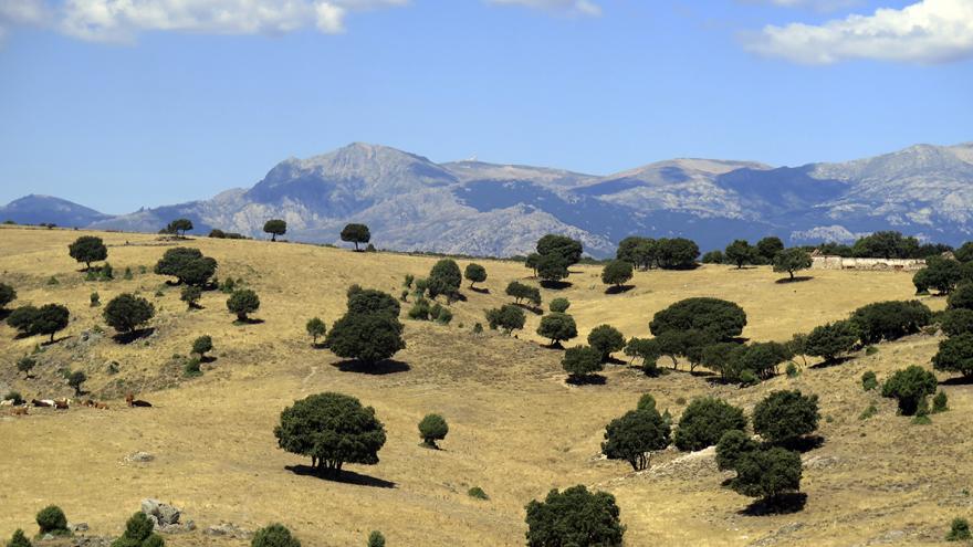 Texto Alternativo: El Consejo de Medio Ambiente de la Comunidad informa favorablemente sobre ocho propuestas de reformas legislativas para proteger espacios verdes