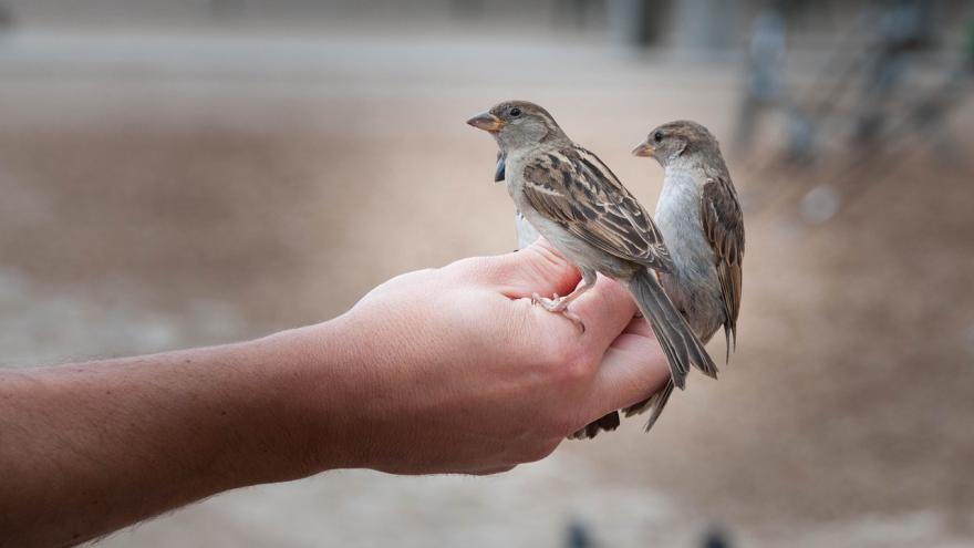 Texto Alternativo: La Comunidad de Madrid atendió en 2021 un 14,5% más de animales silvestres heridos que en 2020