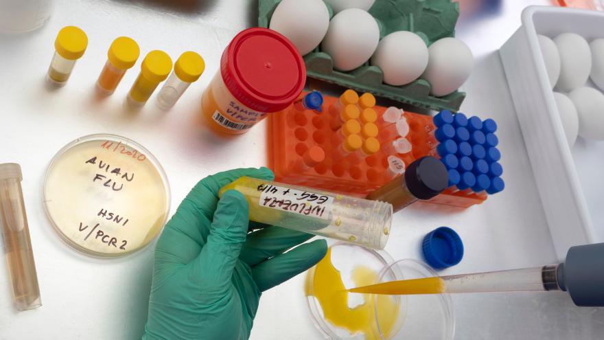 Texto Alternativo: La Comunidad de Madrid detecta el segundo caso de gripe aviar en la región