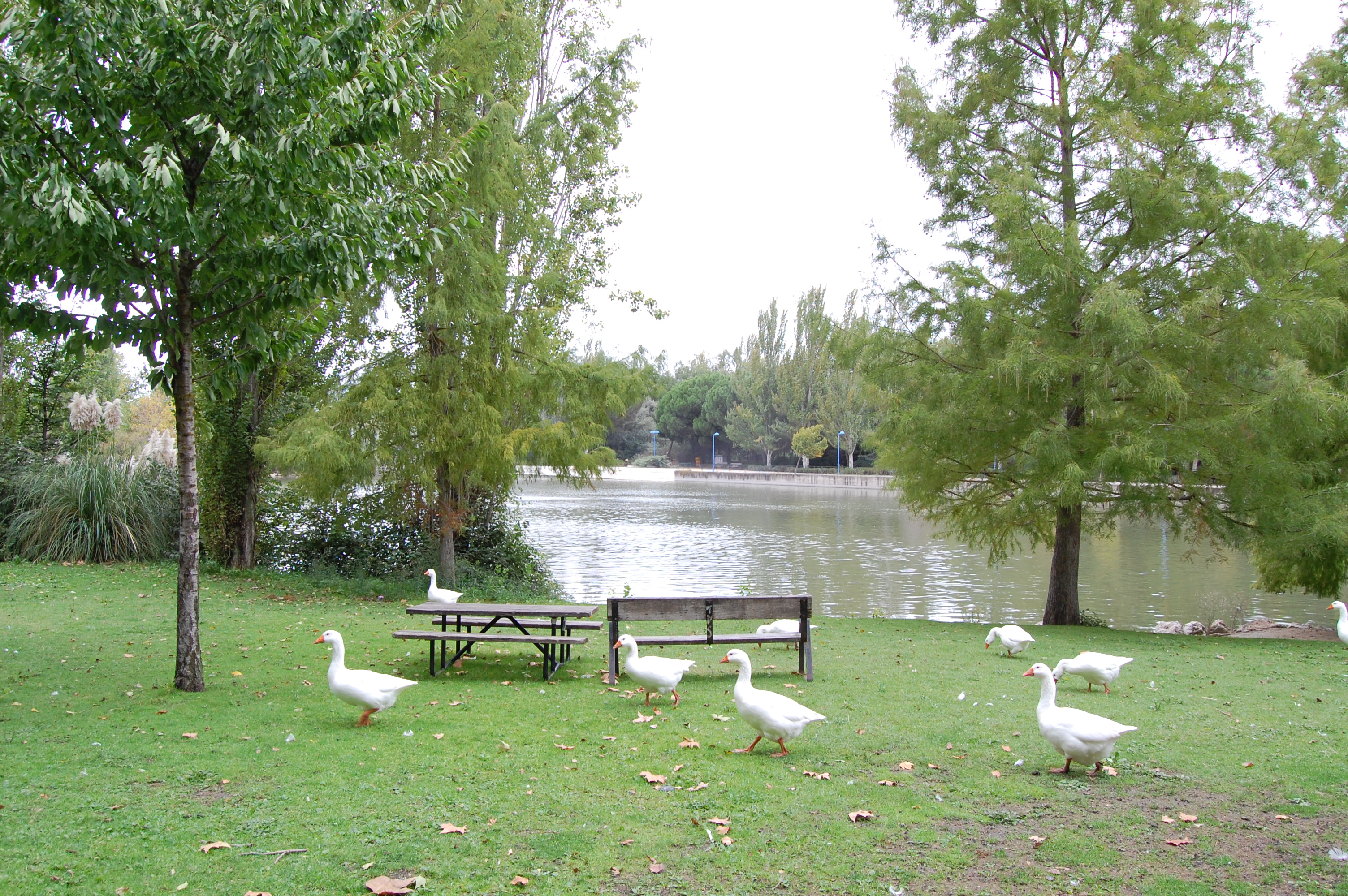 Texto Alternativo: El Gobierno de Móstoles reabre el parque El Soto tras el brote de gripe aviar